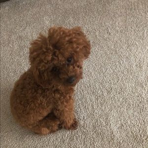 Meet your Posher, Ann